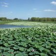 北京野鴨湖濕地自然保護區