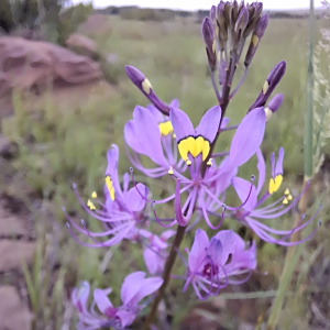 Cleome maculata