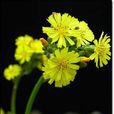 黃鵪菜(黃鵪菜) 黃鵪菜(黃鵪菜)