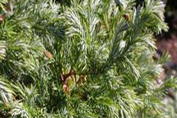 Chamaecyparis pisifera \x27Boulevard\x27 Chamaecyparis pisifera \x27Boulevard\x27