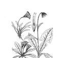 棕毛厚喙菊 棕毛厚喙菊