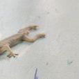 斷尾現象 斷尾現象