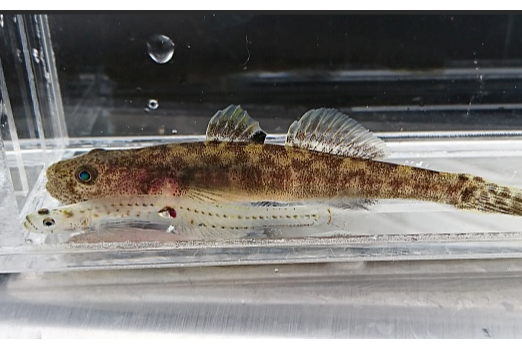 冰鰕虎魚屬