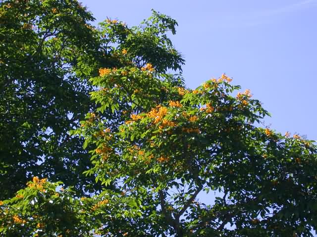 棕櫚木生長在亞熱帶半常青森林和林地中