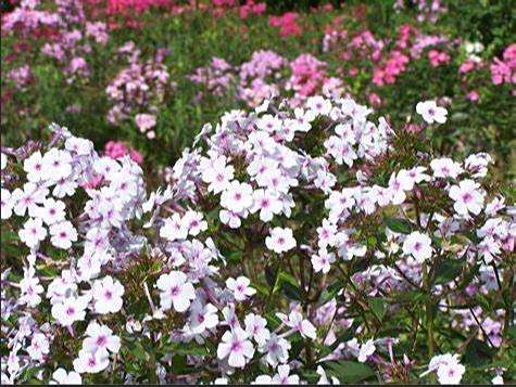 Phlox paniculata \x27Delta Snow\x27 Phlox paniculata \x27Delta Snow\x27