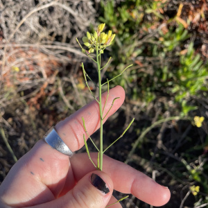 Brassica fruticulosa
