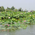 台兒莊運河國家濕地公園