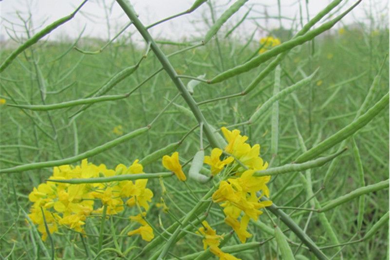 金翎花1號 金翎花1號