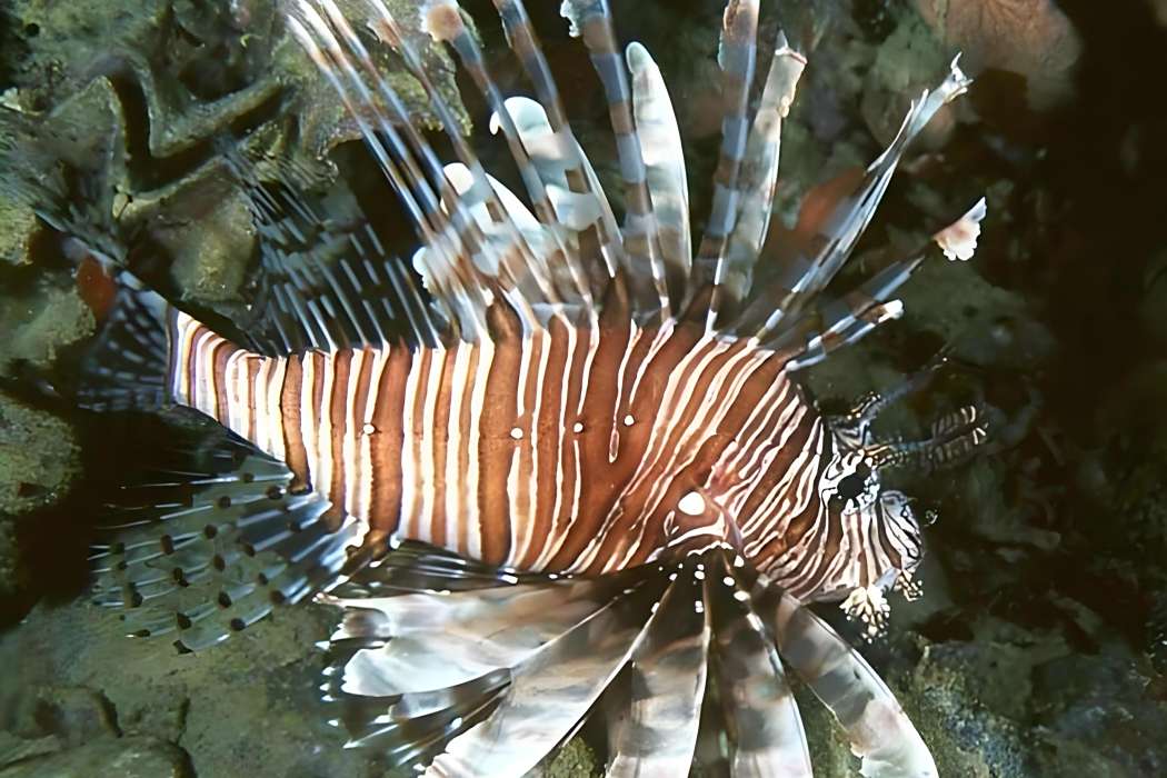 趙氏獅子魚 趙氏獅子魚
