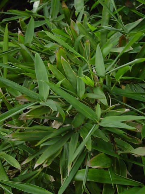 華思蒡竹 華思蒡竹