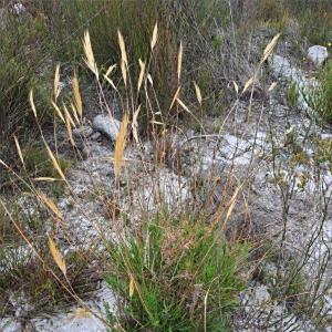 Pseudopentameris brachyphylla