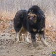蒙古牧羊犬