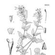 松潘荊芥系 松潘荊芥系