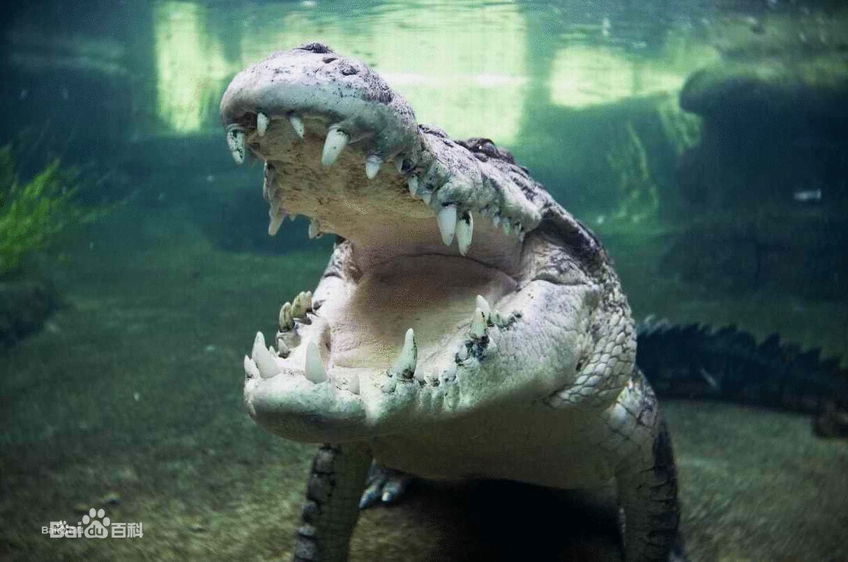 鱷魚(鄂魚)