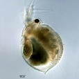 角突網紋溞 角突網紋溞