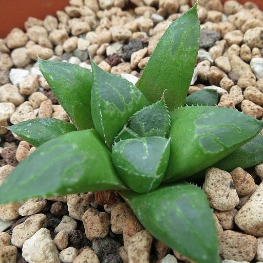 姬壽(百合科十二卷屬多肉植物) 姬壽(百合科十二卷屬多肉植物)