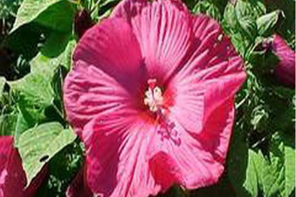 Hibiscus moscheutos \x27Disco Belle Rosy Red\x27 Hibiscus moscheutos \x27Disco Belle Rosy Red\x27