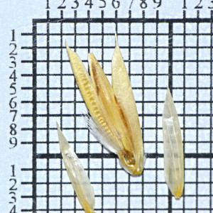 Ehrharta longifolia