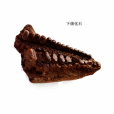 盤齒魚