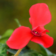 兔仔花 兔仔花