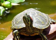 巴西紅耳龜(巴西龜)
