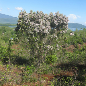 Decaspermum philippinum