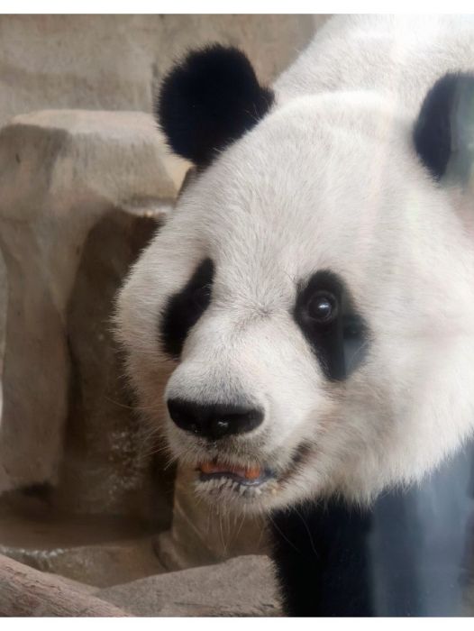 大熊貓亮亮(成都大熊貓繁育研究基地的雄性大熊貓) 大熊貓亮亮(成都大熊貓繁育研究基地的雄性大熊貓)