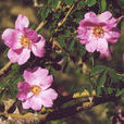 多苞薔薇 多苞薔薇