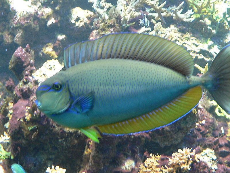 美麗鼻魚 美麗鼻魚