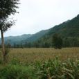 頭寨村(雲南昭通市昭陽區盤河鄉下轄村) 頭寨村(雲南昭通市昭陽區盤河鄉下轄村)