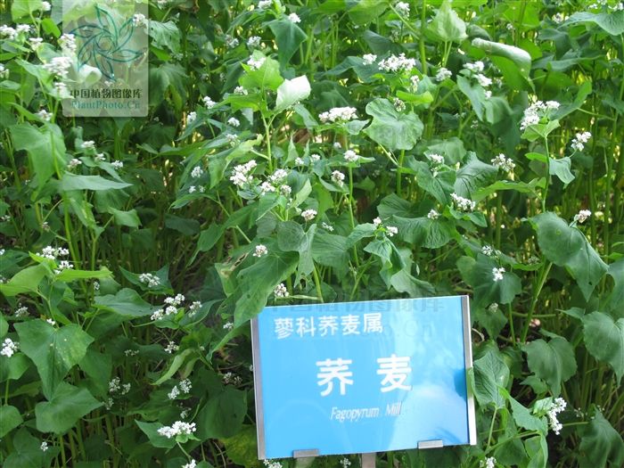 西蕎7號 西蕎7號