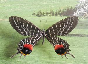 不丹褐鳳蝶