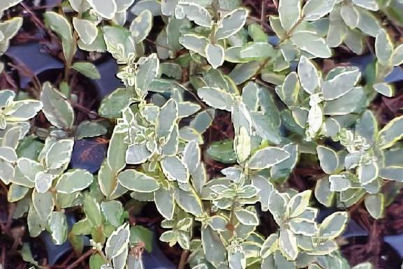 Lonicera yunnanensis \x27Pat\x27s Variegated\x27 Lonicera yunnanensis \x27Pat\x27s Variegated\x27
