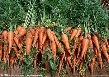 胡蘿蔔屬於根莖蔬菜