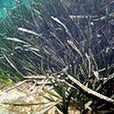 波西多尼亞海草
