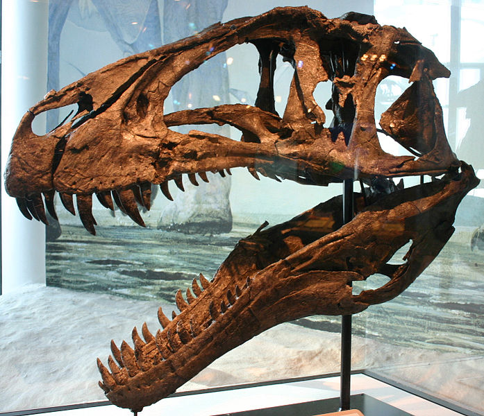 高脊龍法蘭的頭骨化石