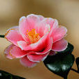 茶花(茶花)