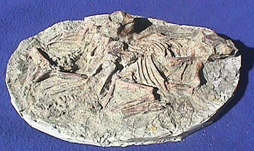 梅勒營鸚鵡嘴龍化石