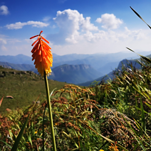 Kniphofia coralligemma