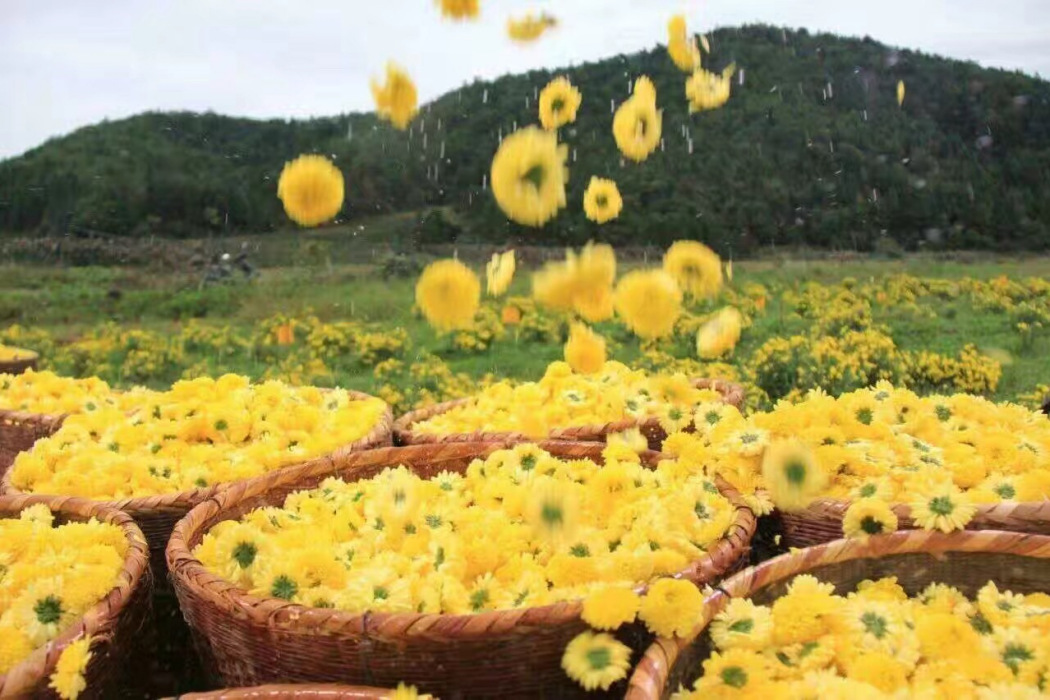 武夷皇菊 武夷皇菊
