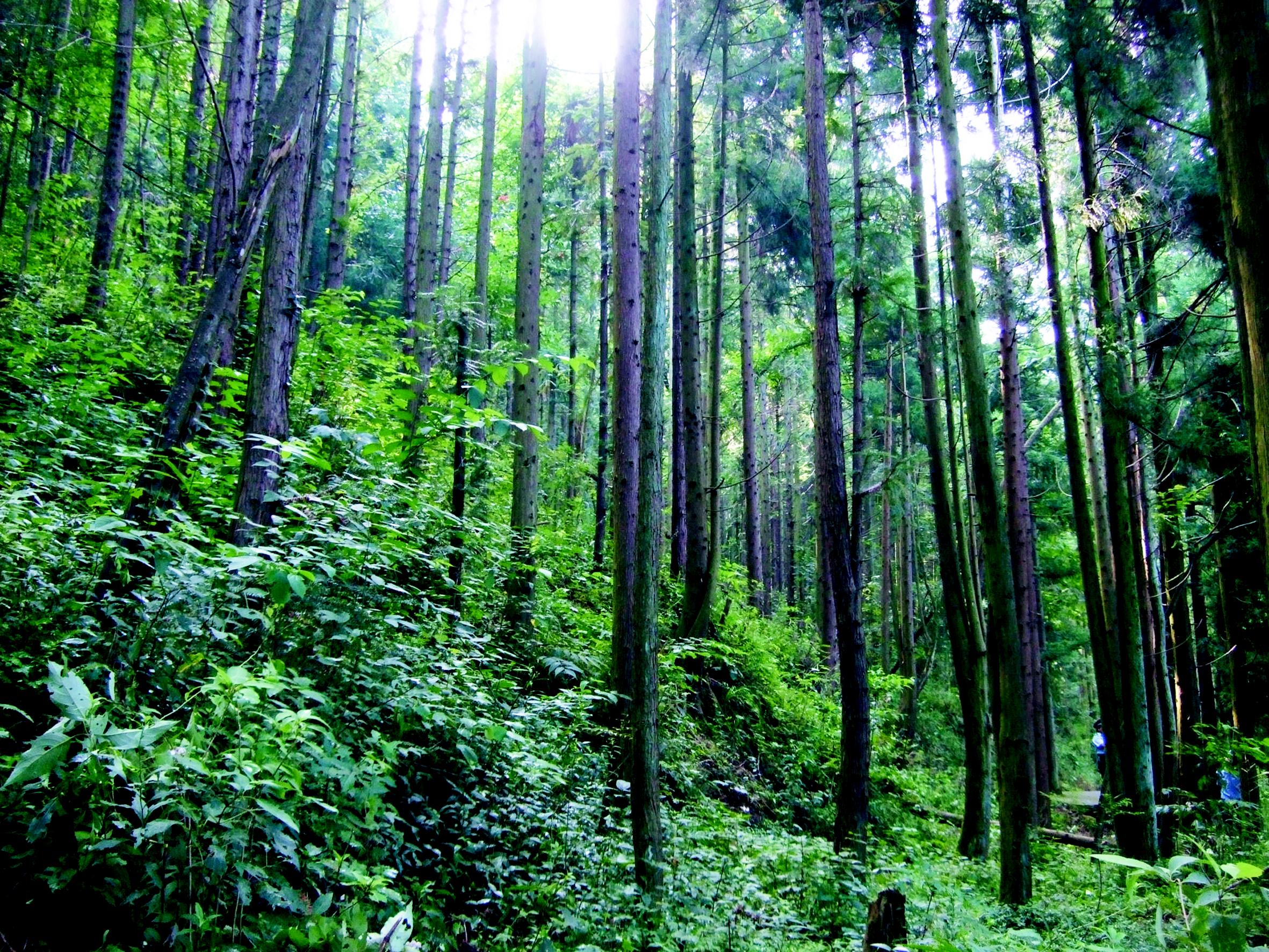 森林資源