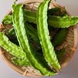 龍豆 龍豆