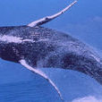 座頭鯨--大海中的歌聲