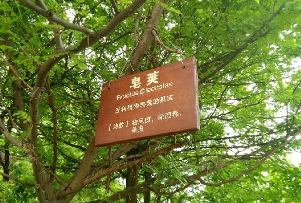 皂莢無性系-21 皂莢無性系-21
