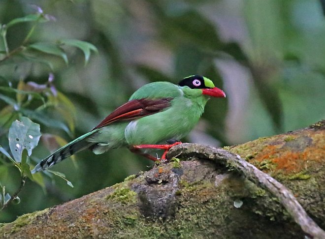 婆羅洲綠鵲