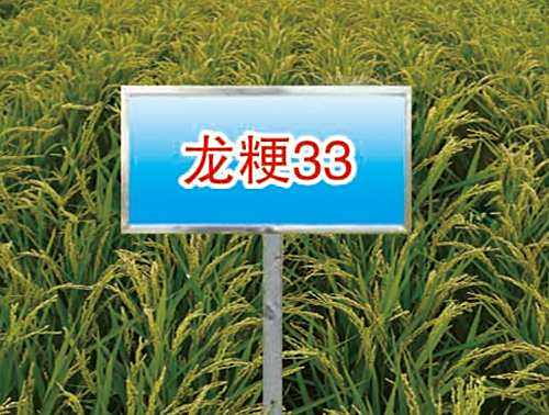 龍粳33 龍粳33