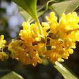 四季桂花 四季桂花