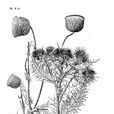 川薊 川薊