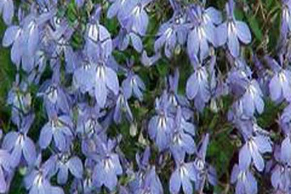 Lobelia erinus Lobelia erinus