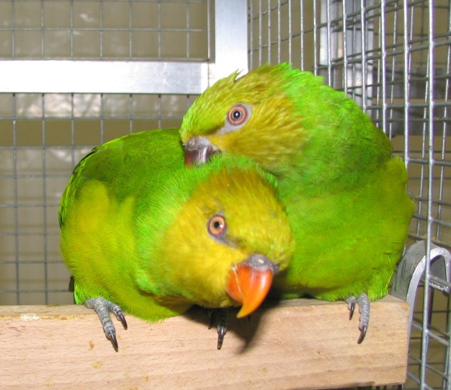 褐頭綠吸蜜鸚鵡(圖5)